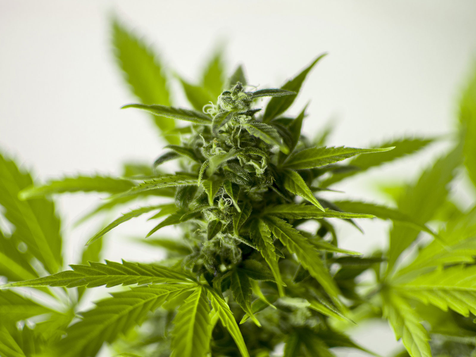 Uso della canapa a scopo alimentare: l’opinione dello chef Felice Arletti