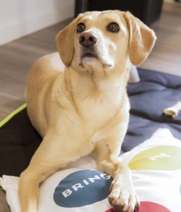 Hotel Pet Friendly UP HOTEL @ Giorgio Salvatori