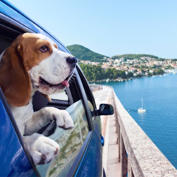 La classifica delle destinazioni turistiche pet friendly