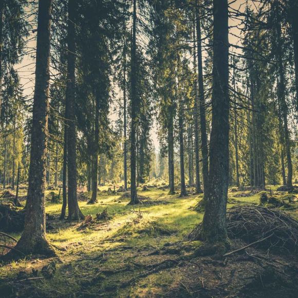 Forest Bathing: Quando il Wellness diventa verde.