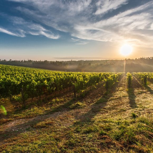 Wine tourism: il nettare di Bacco è la terza attrattiva turistica in Italia